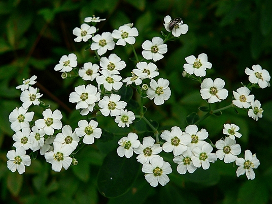 {Euphorbia corollata